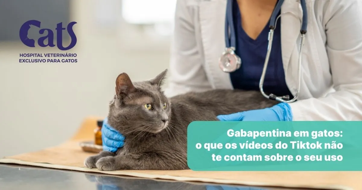Gabapentina para Gatos: o que o TikTok não conta sobre o uso - Hospital Veterinário Cats Londrina