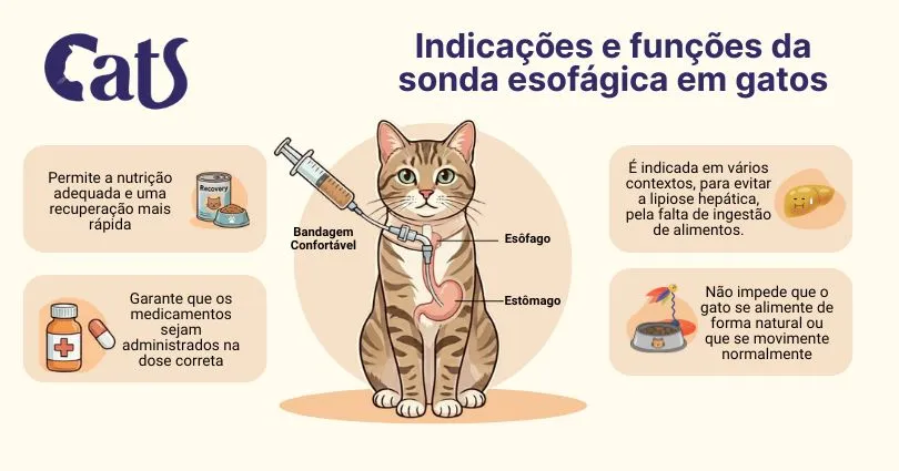 Sonda Esofágica em Gatos: quando ela é necessária - Hospital Veterinário Cats Londrina
