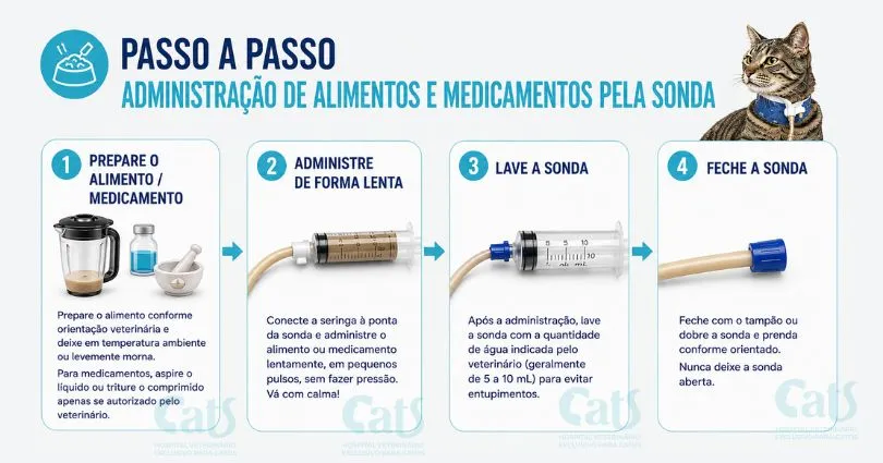 Cuidados com a Sonda Esofágica em casa: o que os tutores precisam saber - Hospital Veterinário Cats Londrina