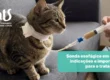 Cuidados com a Sonda Esofágica em casa: o que os tutores precisam saber - Hospital Veterinário Cats Londrina