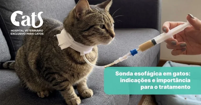 Cuidados com a Sonda Esofágica em casa: o que os tutores precisam saber - Hospital Veterinário Cats Londrina