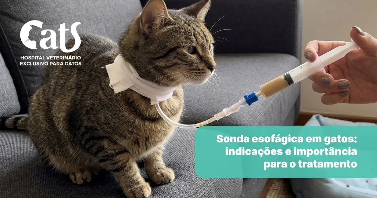 Cuidados com a Sonda Esofágica em casa: o que os tutores precisam saber - Hospital Veterinário Cats Londrina