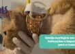 Sonda Esofágica em Gatos: quando ela é necessária - Hospital Veterinário Cats Londrina