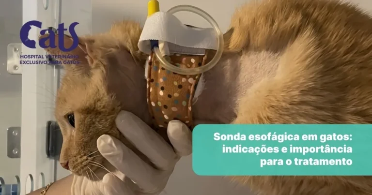 Sonda Esofágica em Gatos: quando ela é necessária - Hospital Veterinário Cats Londrina