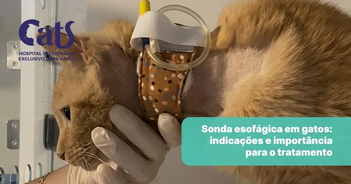 Sonda Esofágica em Gatos: quando ela é necessária – Hospital Veterinário Cats Londrina Sonda Esofágica em Gatos: quando ela é necessária - Hospital Veterinário Cats Londrina