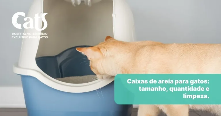Qual a caixa de areia ideal para o gato? Tamanho, tipo, quantidade e limpeza - Hospital Veterinário Cats Londrina