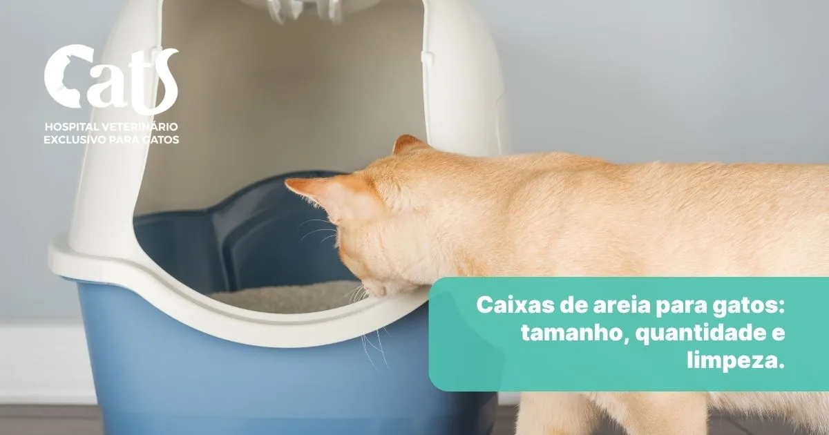 Qual a caixa de areia ideal para o gato? Tamanho, tipo, quantidade e limpeza - Hospital Veterinário Cats Londrina