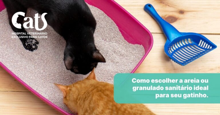 Qual a melhor areia para gatos? O que a ciência diz sobre a escolha do substrato - Hospital Veterinário Cats Londrina