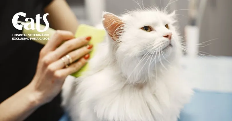 Escovação em Gatos - Hospital Veterinário Cats Londrina