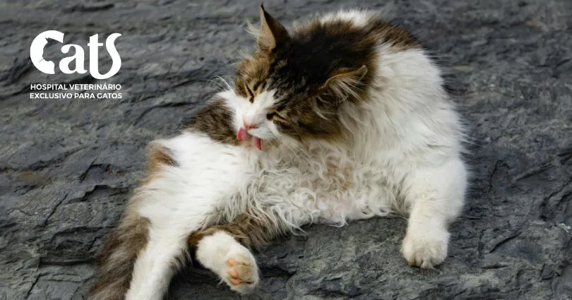 Quais gatos precisam de tosa higiênica? idosos, obesos e gatos de pelo longo - Hospital Veterinário  Cats Londrina