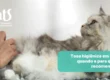 Tosa Higiênica para Gatos: o que é, quando fazer e cuidados importantes - Hospital Veterinário Cats Londrina