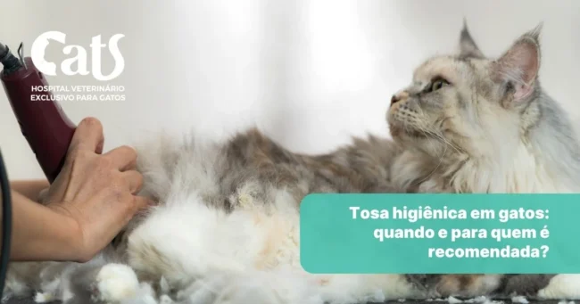 Tosa Higiênica para Gatos: o que é, quando fazer e cuidados importantes - Hospital Veterinário Cats Londrina