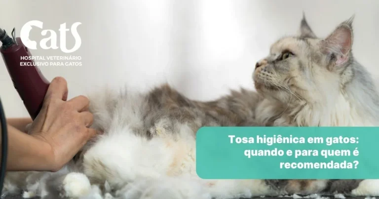 Tosa Higiênica para Gatos: o que é, quando fazer e cuidados importantes - Hospital Veterinário Cats Londrina