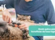 Quais gatos precisam de tosa higiênica? idosos, obesos e gatos de pelo longo - Hospital Veterinário Cats Londrina
