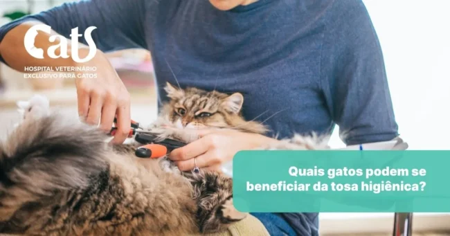 Quais gatos precisam de tosa higiênica? idosos, obesos e gatos de pelo longo - Hospital Veterinário Cats Londrina