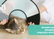 Colar elizabetano ou roupa pós-cirúrgica? Como escolher a melhor proteção para o seu gato - Hospital Veterinário Cats Londrina