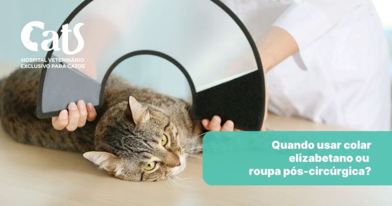 Colar elizabetano ou roupa pós-cirúrgica? Como escolher a melhor proteção para o seu gato - Hospital Veterinário Cats Londrina