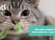 Acho que meu gato engoliu um objeto: o que devo fazer? - Hospital Veterinário Cats Londrina