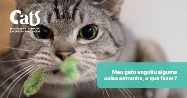 Acho que meu gato engoliu um objeto: o que devo fazer? - Hospital Veterinário Cats Londrina