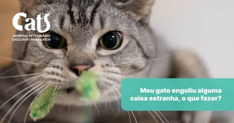 Acho que meu gato engoliu um objeto: o que devo fazer? - Hospital Veterinário Cats Londrina