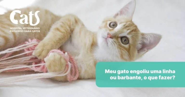 Meu gato engoliu uma linha ou barbante: o que eu faço agora? - Hospital Veterinário Cats Londrina