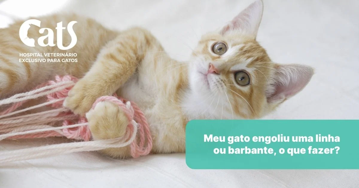 Meu gato engoliu uma linha ou barbante: o que eu faço agora? – Hospital Veterinário Cats Londrina Meu gato engoliu uma linha ou barbante: o que eu faço agora? - Hospital Veterinário Cats Londrina