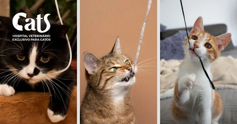 Meu gato engoliu uma linha ou barbante: o que eu faço agora?