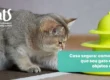 Casa segura para gatos: objetos que ele pode engolir e como evitar