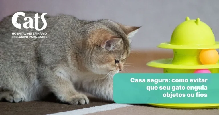 Casa segura para gatos: objetos que ele pode engolir e como evitar