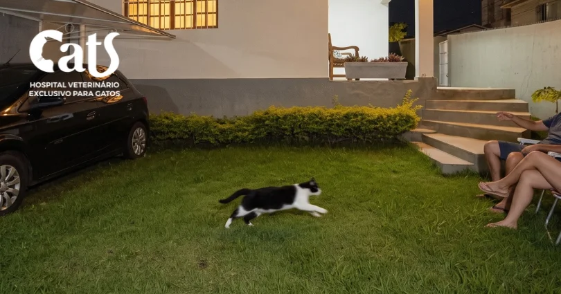 Por que meu gato começa a correr pela casa do nada? - Hospital Veterinário Cats Londrina