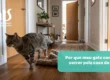 Por que meu gato começa a correr pela casa do nada? - Hospital Veterinário Cats Londrina