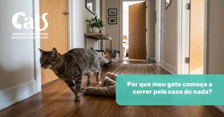 Por que meu gato começa a correr pela casa do nada? - Hospital Veterinário Cats Londrina