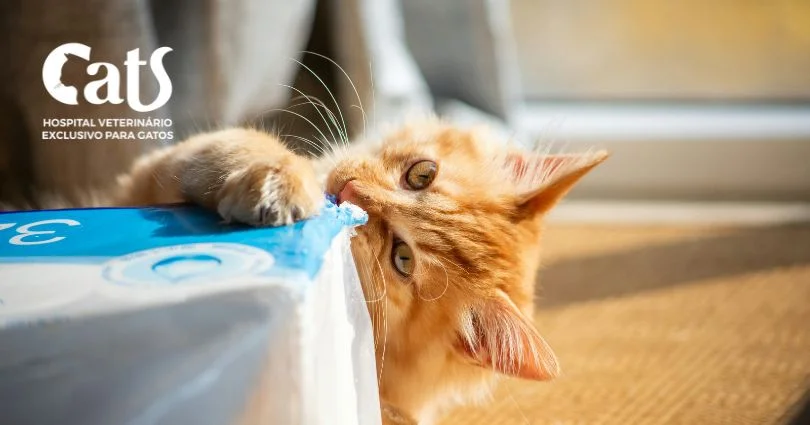 Síndrome de pica em gatos: o que é, causas e como lidar