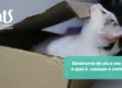 Síndrome de pica em gatos: o que é, causas e como lidar - Hospital Veterinário Cats Londrina