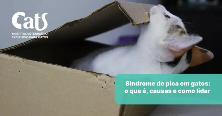 Síndrome de pica em gatos: o que é, causas e como lidar - Hospital Veterinário Cats Londrina